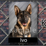 IVO License Plate